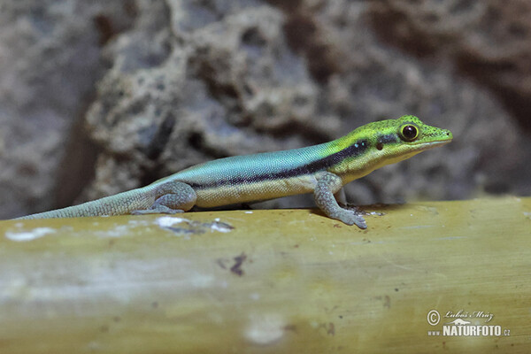 Yellow-headed day gecko (Phelsuma klemmeri)