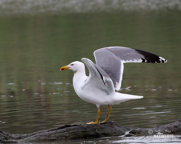 Yellow-legged Gull (Larus michahellis)