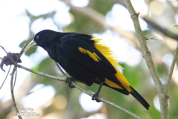 Yellow-rumped Cacique (Cacicus cela)