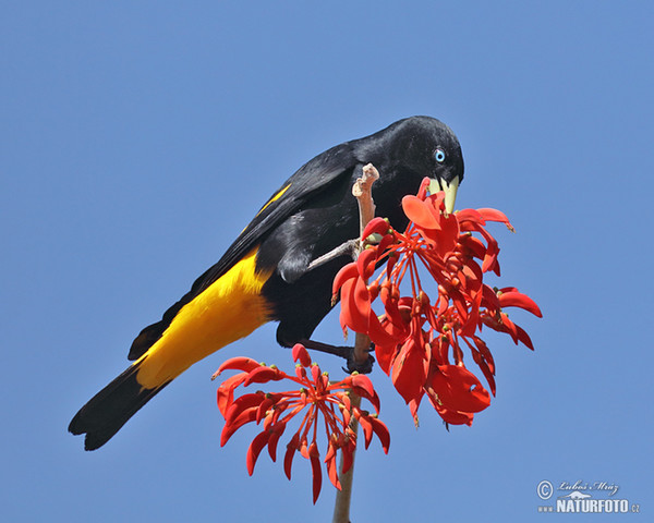 Yellow-rumped Cacique (Cacicus cela)