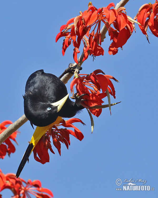 Yellow-rumped Cacique (Cacicus cela)