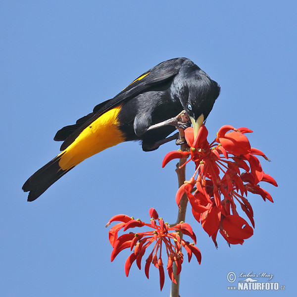 Yellow-rumped Cacique (Cacicus cela)