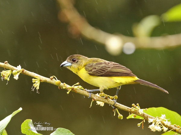 Yellow-rumped Tanager (Ramphocelus icteronotus)