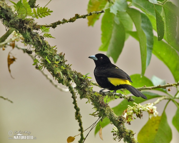 Yellow-rumped Tanager (Ramphocelus icteronotus)