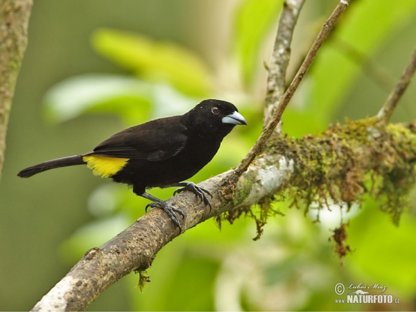 Yellow-rumped Tanager (Ramphocelus icteronotus)