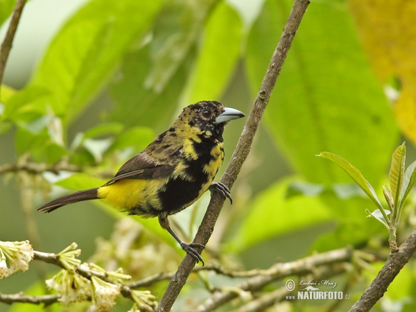 Yellow-rumped Tanager (Ramphocelus icteronotus)