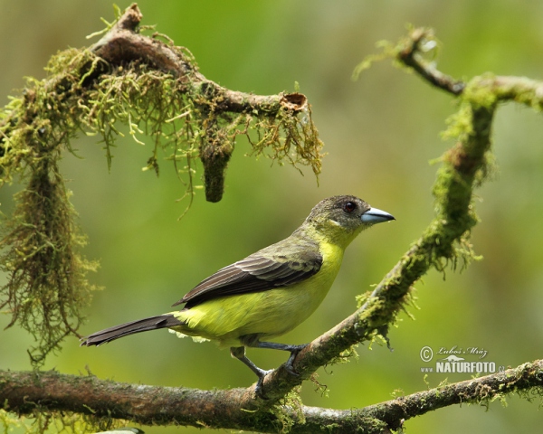 Yellow-rumped Tanager (Ramphocelus icteronotus)