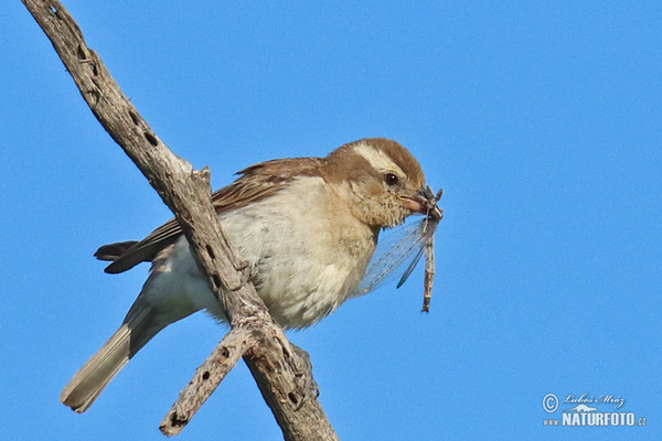 Yellow-throated Petronia (Gymnoris superciliaris)