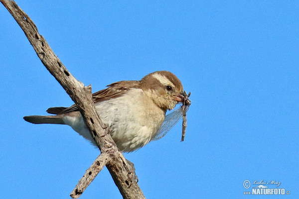 Yellow-throated Petronia (Gymnoris superciliaris)