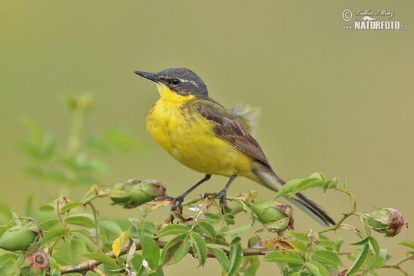 Yellow Wagtail (Motacilla flava)