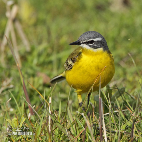 Yellow Wagtail (Motacilla flava)