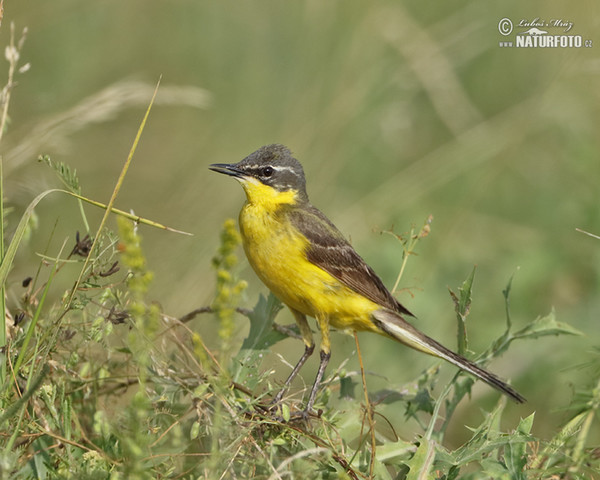 Yellow Wagtail (Motacilla flava)