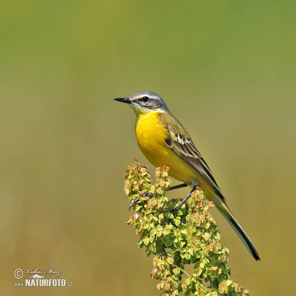 Yellow Wagtail (Motacilla flava)