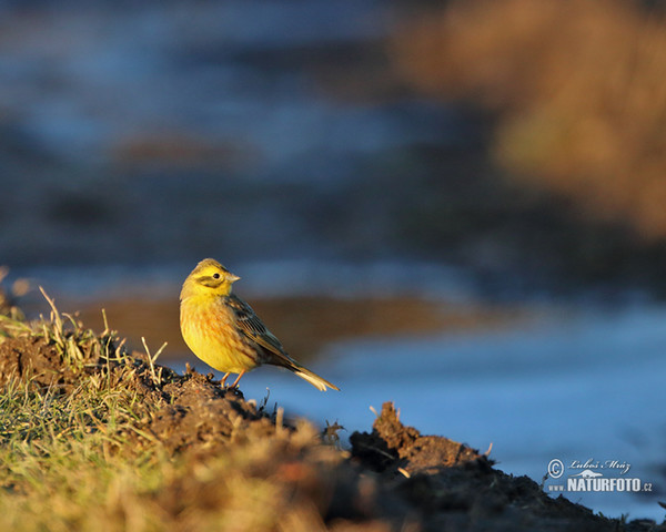 Yellowhammer (Emberiza citrinella)