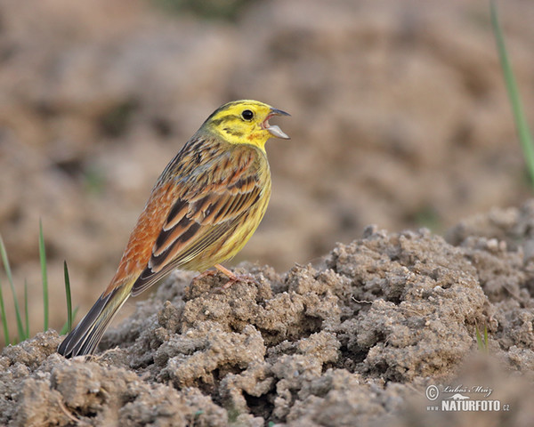 Yellowhammer (Emberiza citrinella)