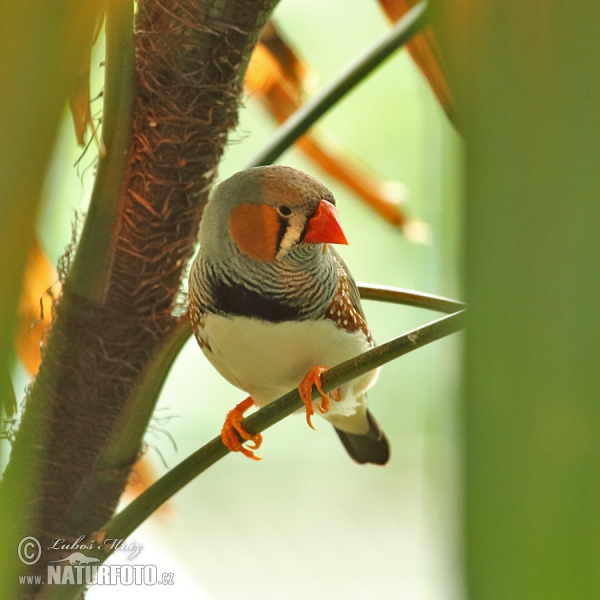 Zebra Finch (Taeniopygia guttata)