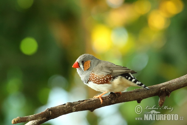 Zebra Finch (Taeniopygia guttata)