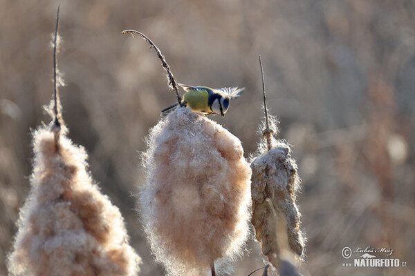 นกติ๊ดสีน้ำเงิน