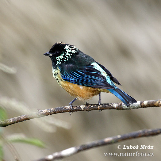 チャガシラフウキンチョウ