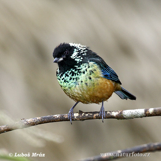 チャガシラフウキンチョウ