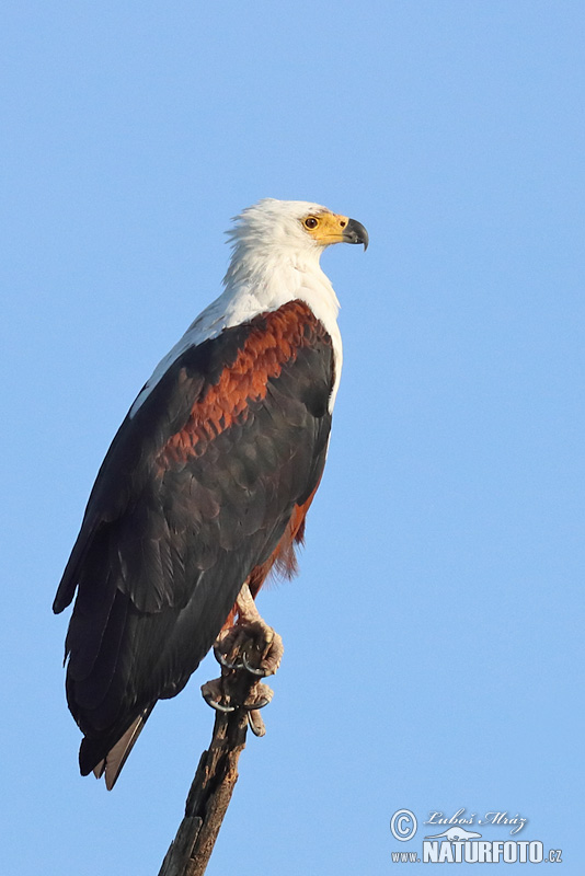 Đại bàng cá châu Phi