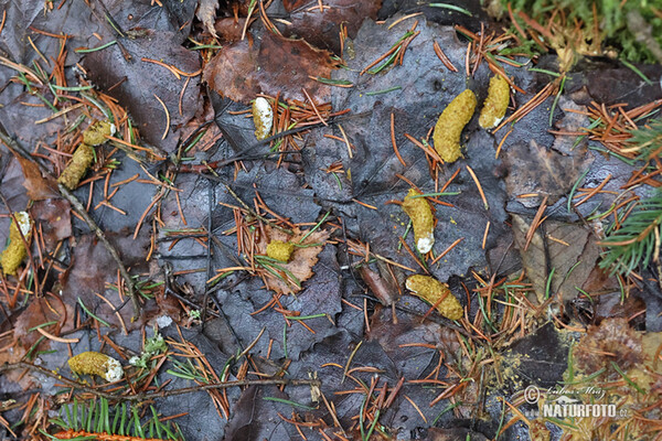 Хөх ногтруу