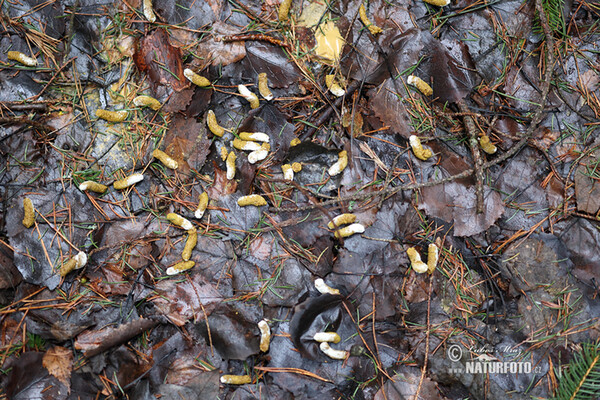 Хөх ногтруу