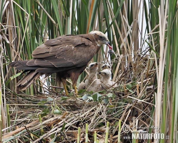 Лунь балотны
