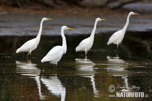Чапля велика біла