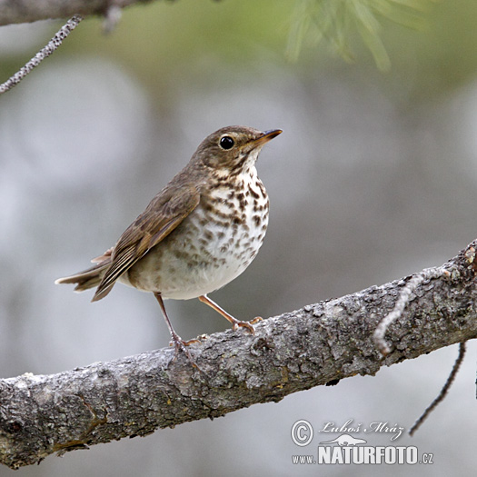 �розд-пустэльнік