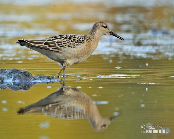 Бојник птица