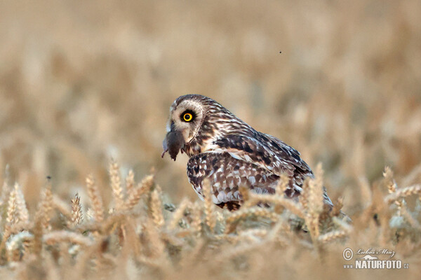 Хулгар гуйванга