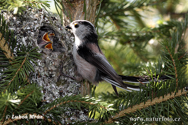 Сініца-апалоўнік