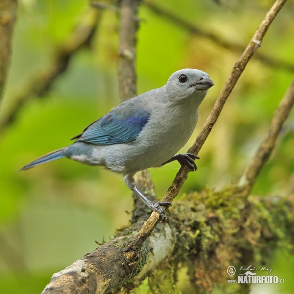 Голубая танагра