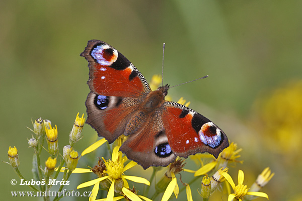 Павлиний глаз
