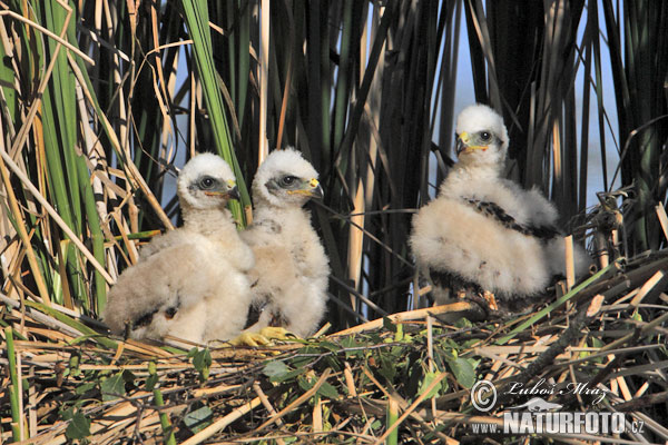 سنقر تالابی