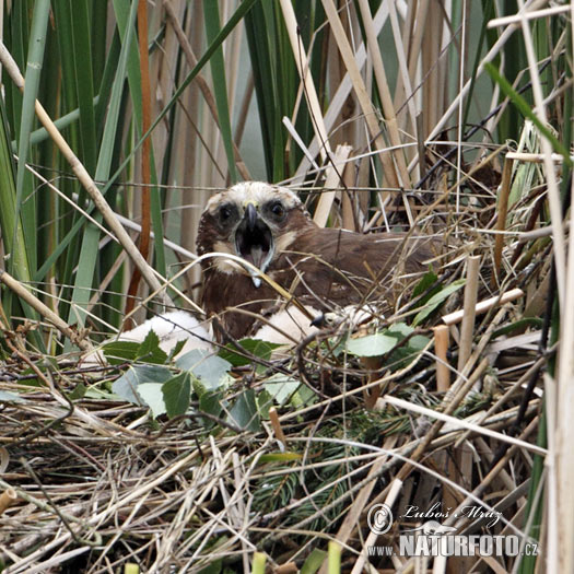 مرزة المستنقعات