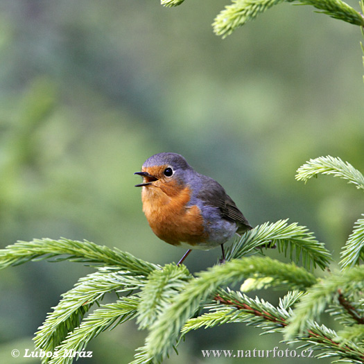 سینه‌سرخ اروپایی
