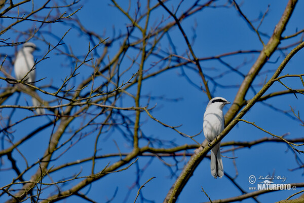 Сорокопуд сірий