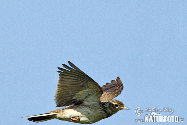 �نبرة الغيط