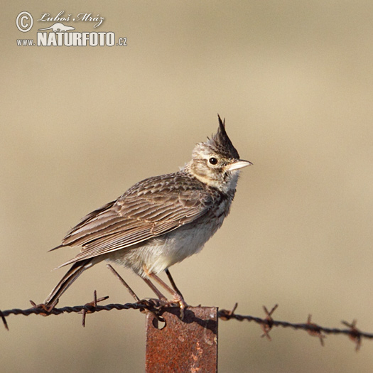 �نبرة متوجة صغيرة المنقار
