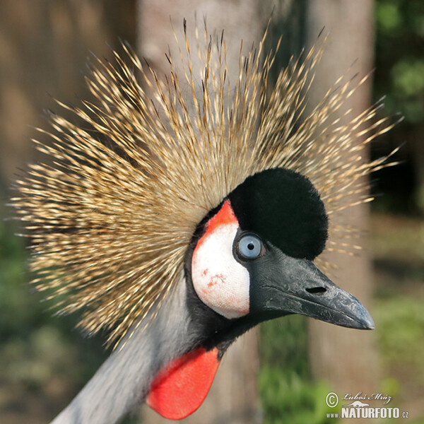 Восточный венценосный журавль