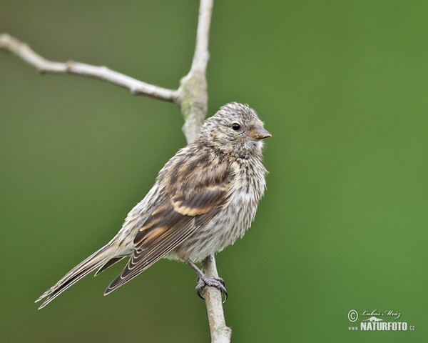 �ناري أوروبي