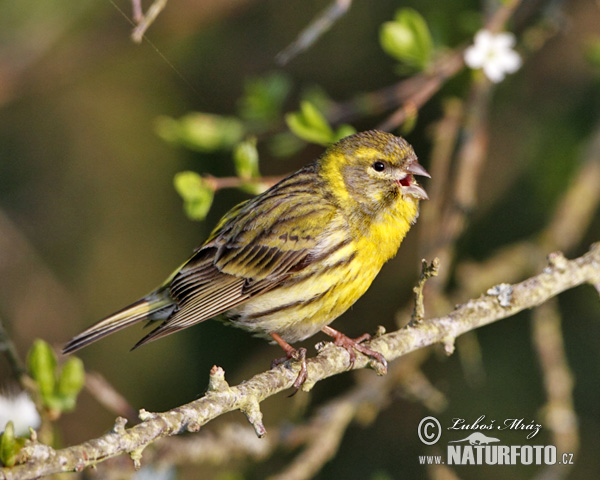 �ناري أوروبي