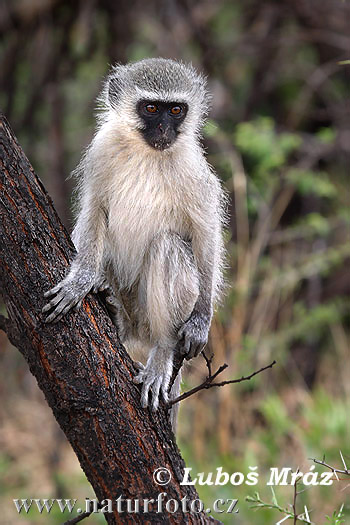 سعدان الفرفت