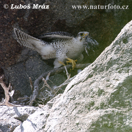 Далматински сокол