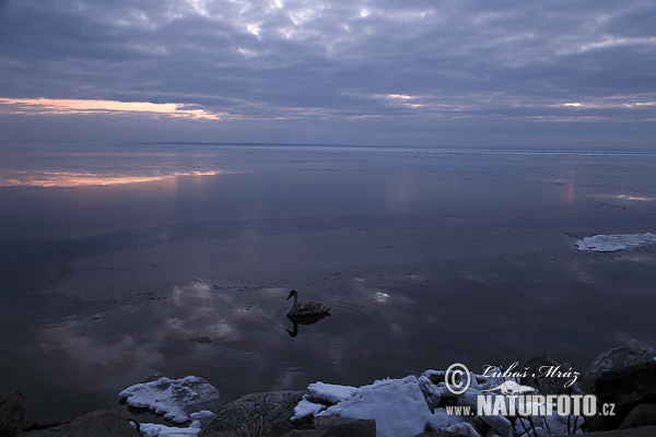 Црвенокљуни лабуд