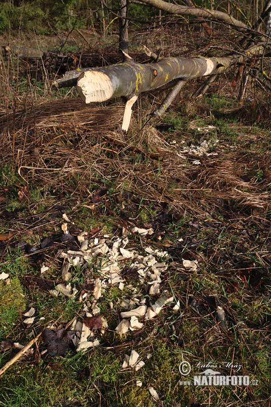 Обыкновенный бобр