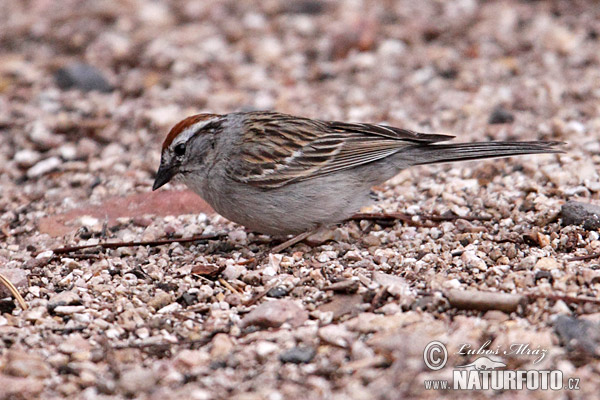 Обыкновенная воробьиная овсянка
