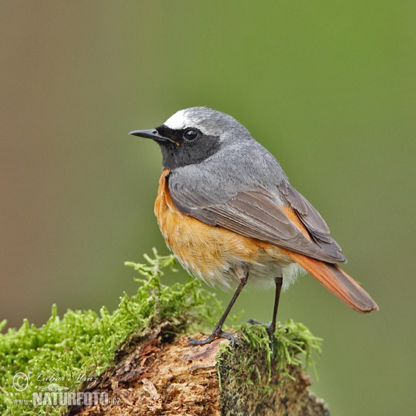 Обыкновенная горихвостка